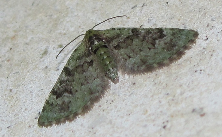 Chloroclystis v-ata, Geometridae